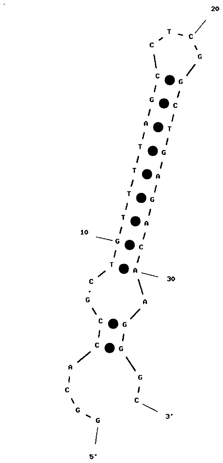 Human pancreatic polypeptide nucleic acid aptamer and its screening method and application