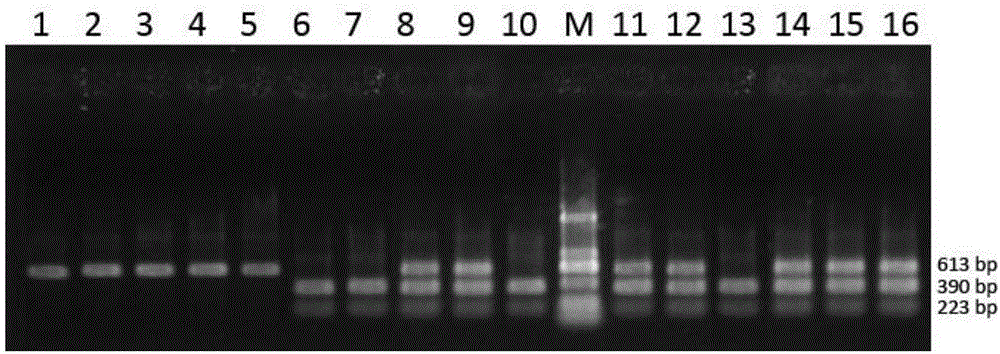 CAPS (cleaved amplified polymorphic sequence) molecular marking method for identifying solanum lycopersicum with purple black striped pericarp and application