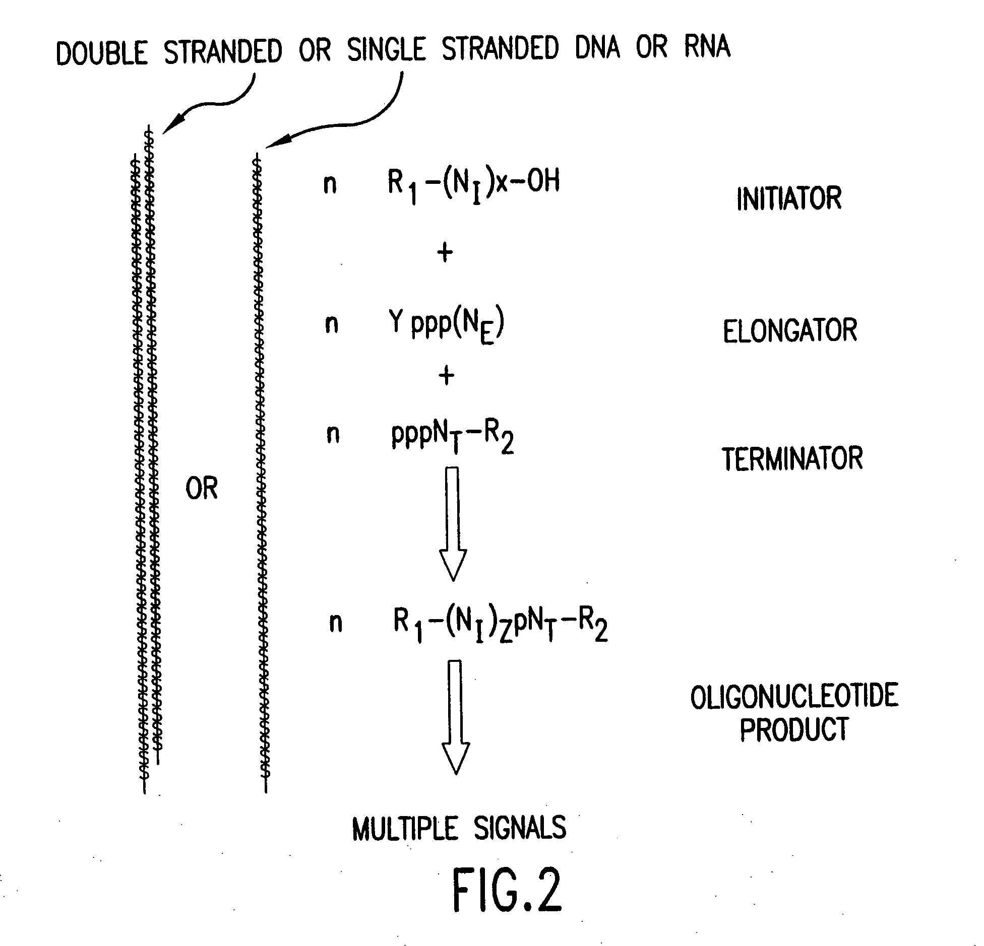 Molecular detection systems utilizing reiterative oligonucleotide synthesis