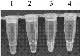 Isothermal amplification method for detecting cry1Ac-transfected sugarcane