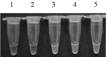 Isothermal amplification method for detecting cry1Ac-transfected sugarcane