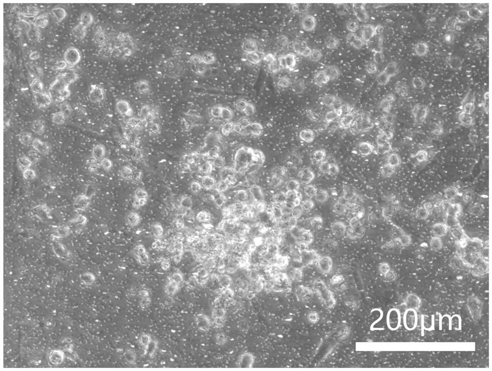 A Method for Rapid Isolation and Line Establishment of Chicken Gonad Primordial Germ Cells