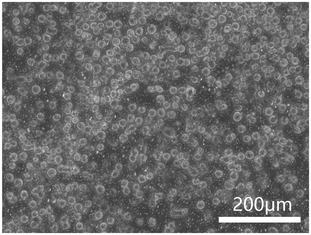 A Method for Rapid Isolation and Line Establishment of Chicken Gonad Primordial Germ Cells