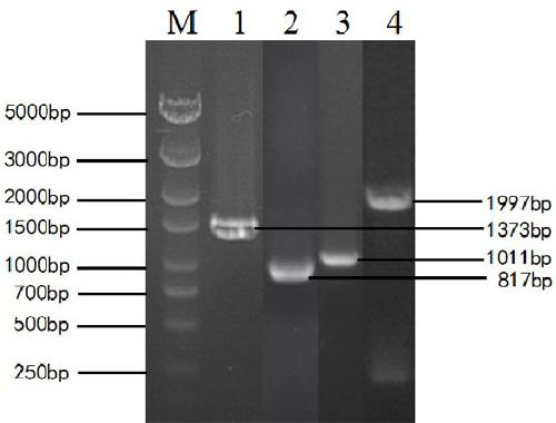 A kind of construction method and application of engineering strain for producing phenol by fermentation of glycerol