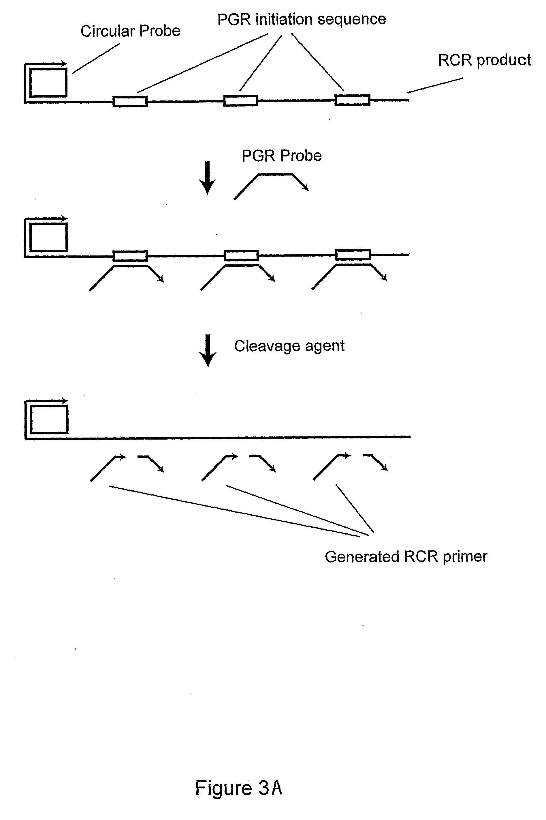 Primer generation rolling circle amplification