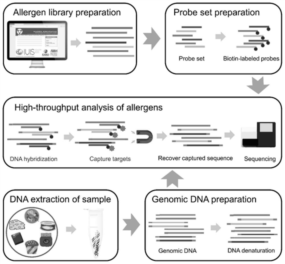 Capture probe set for detecting food allergens as well as preparation method and application of capture probe set