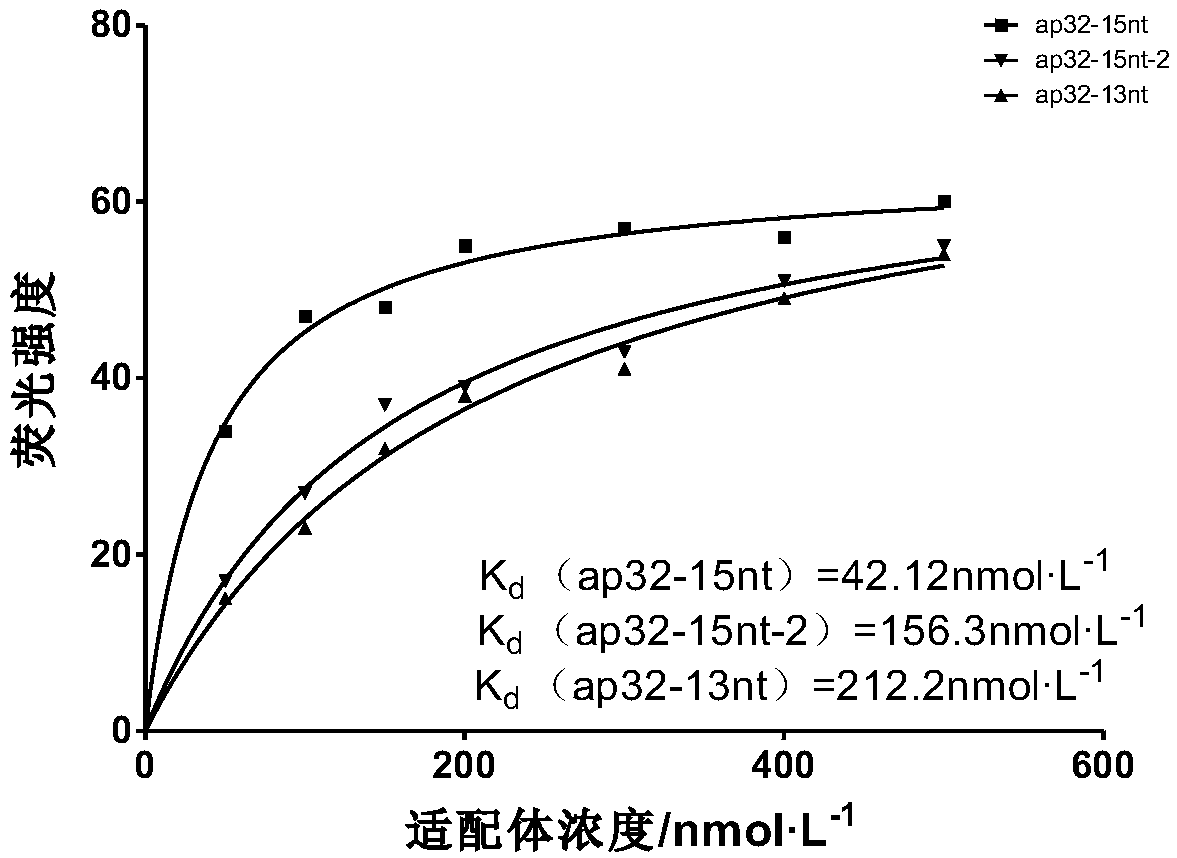 Single-stranded DNA aptamer specifically recognizing tobramycin and application thereof