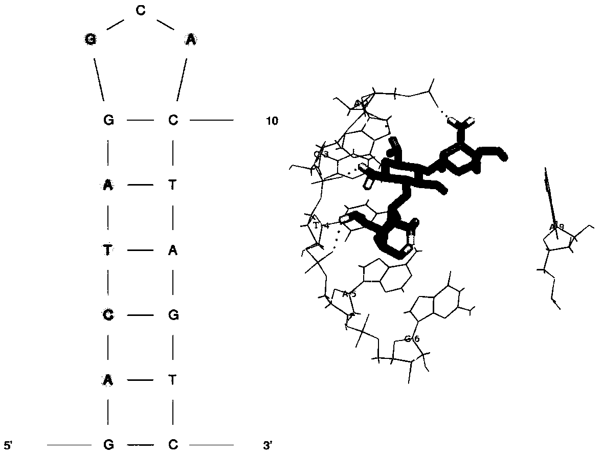 Single-stranded DNA aptamer specifically recognizing tobramycin and application thereof