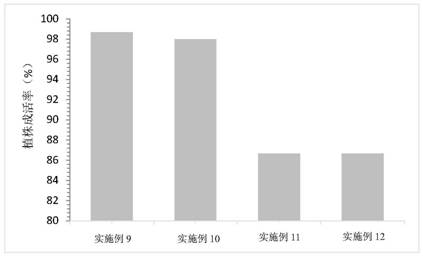 Open type tissue culture rooting method for actinidia arguta