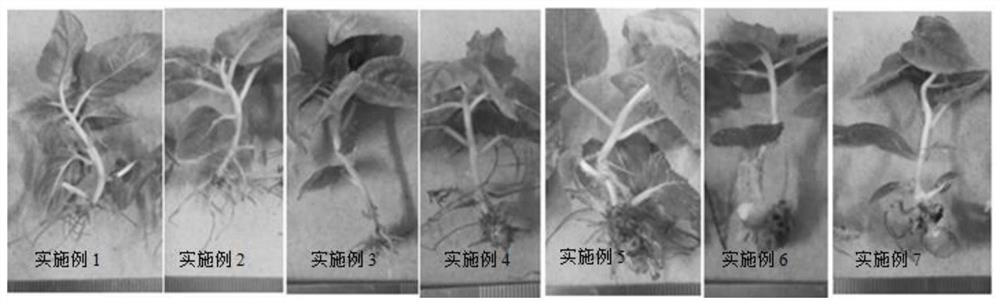 Open type tissue culture rooting method for actinidia arguta