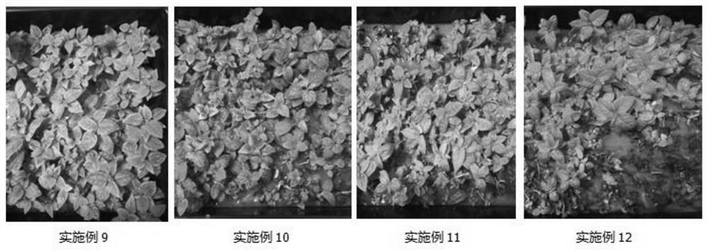 Open type tissue culture rooting method for actinidia arguta