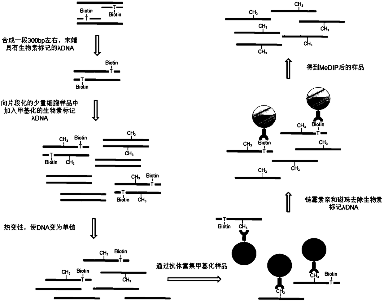 Reagent kit and method for detecting DNA (deoxyribonucleic acid) methylation and application