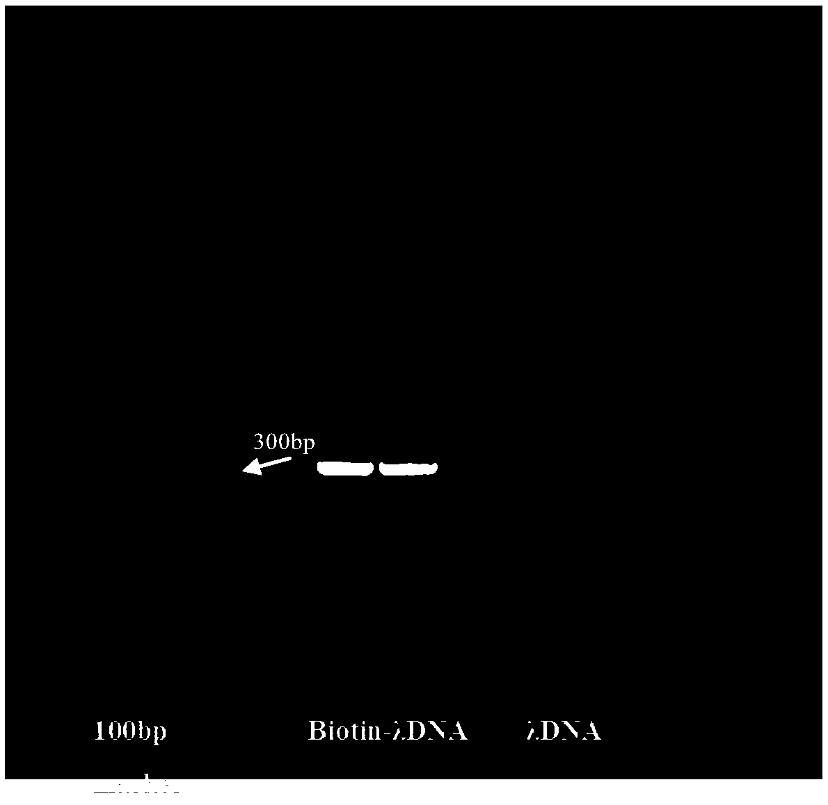 Reagent kit and method for detecting DNA (deoxyribonucleic acid) methylation and application