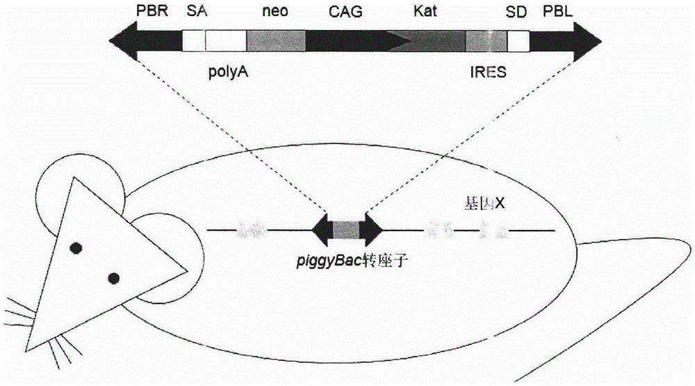 Resource library of rat with gene mutation and preparation method thereof