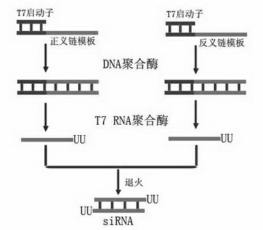 Small-interfering RNA (siRNA) capable of inhibiting classical swine fever virus (CSFV) reproduction and infection as well as preparation method and application thereof