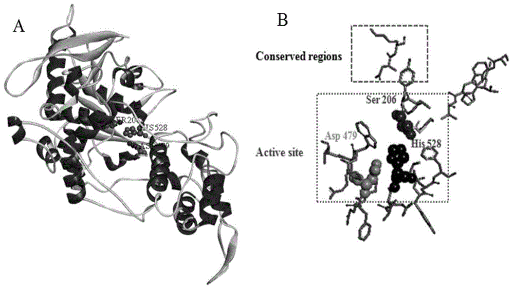 A kind of genetically engineered bacteria highly expressing Aspergillus oryzae prolyl endopeptidase and its application