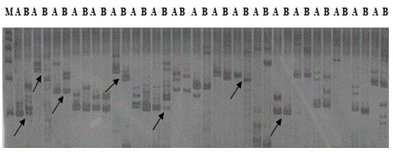 Molecular markers and QTL sites of free proline content of strong winter Brassia campestris L.