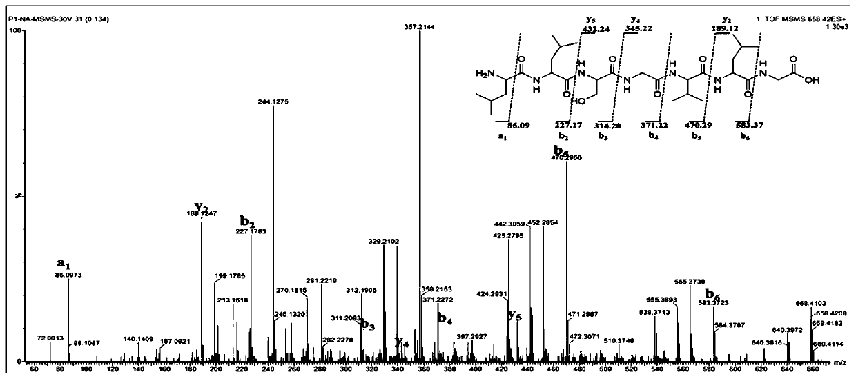 Hirudo polypeptide with functions of antithrombus and brain nerve cell protection and application of hirudo polypeptide