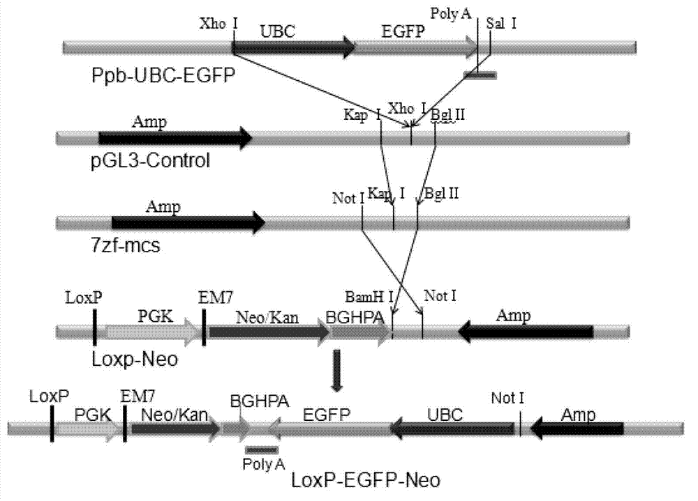 Method for improving cell transfection efficiency through utilization of bacterial artificial chromosome homologous recombination