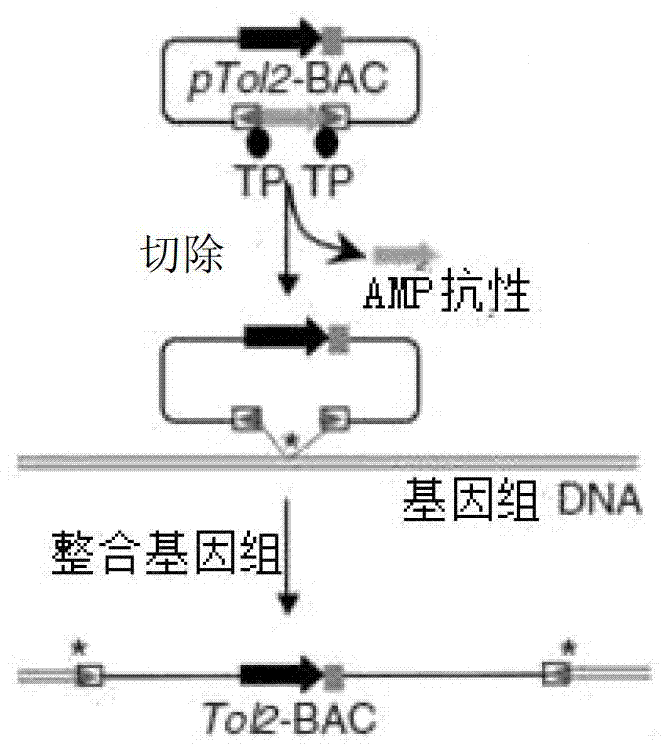 Method for improving cell transfection efficiency through utilization of bacterial artificial chromosome homologous recombination