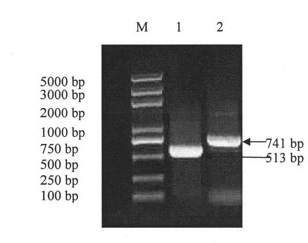 Fusion protein for resisting chicken coccidiosis, preparation and application thereof