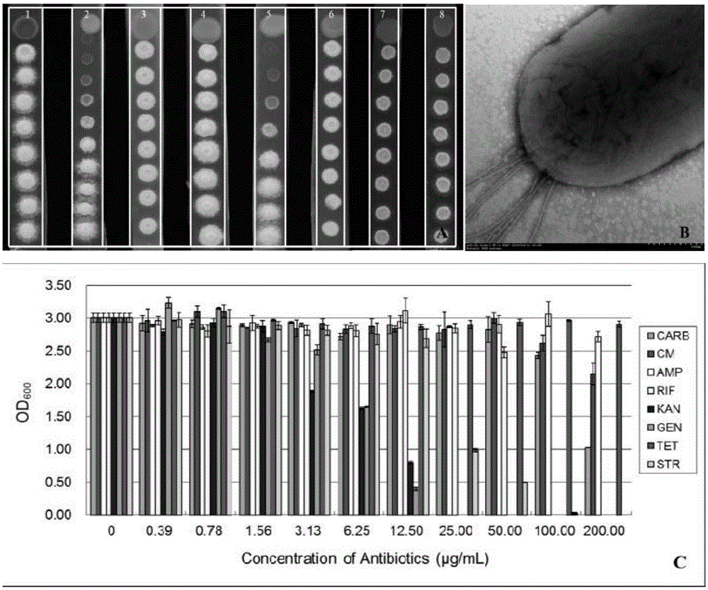 Pseudomonas guariconensis strain ST4 and application thereof in prevention and treatment of sugarcane smut