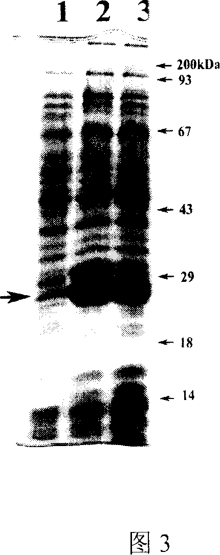 Mermaid luminous bacillus outer membrane protein V and coding sequence, its preparation method and application