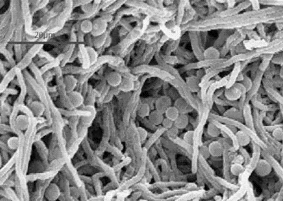 Method for preparing biological microcapsule applied to treatment of ammonia nitrogen and soluble organic substances in water