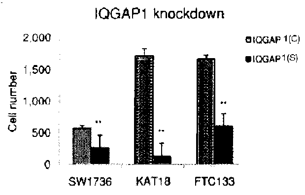 Genetic amplification of iqgap1 in cancer