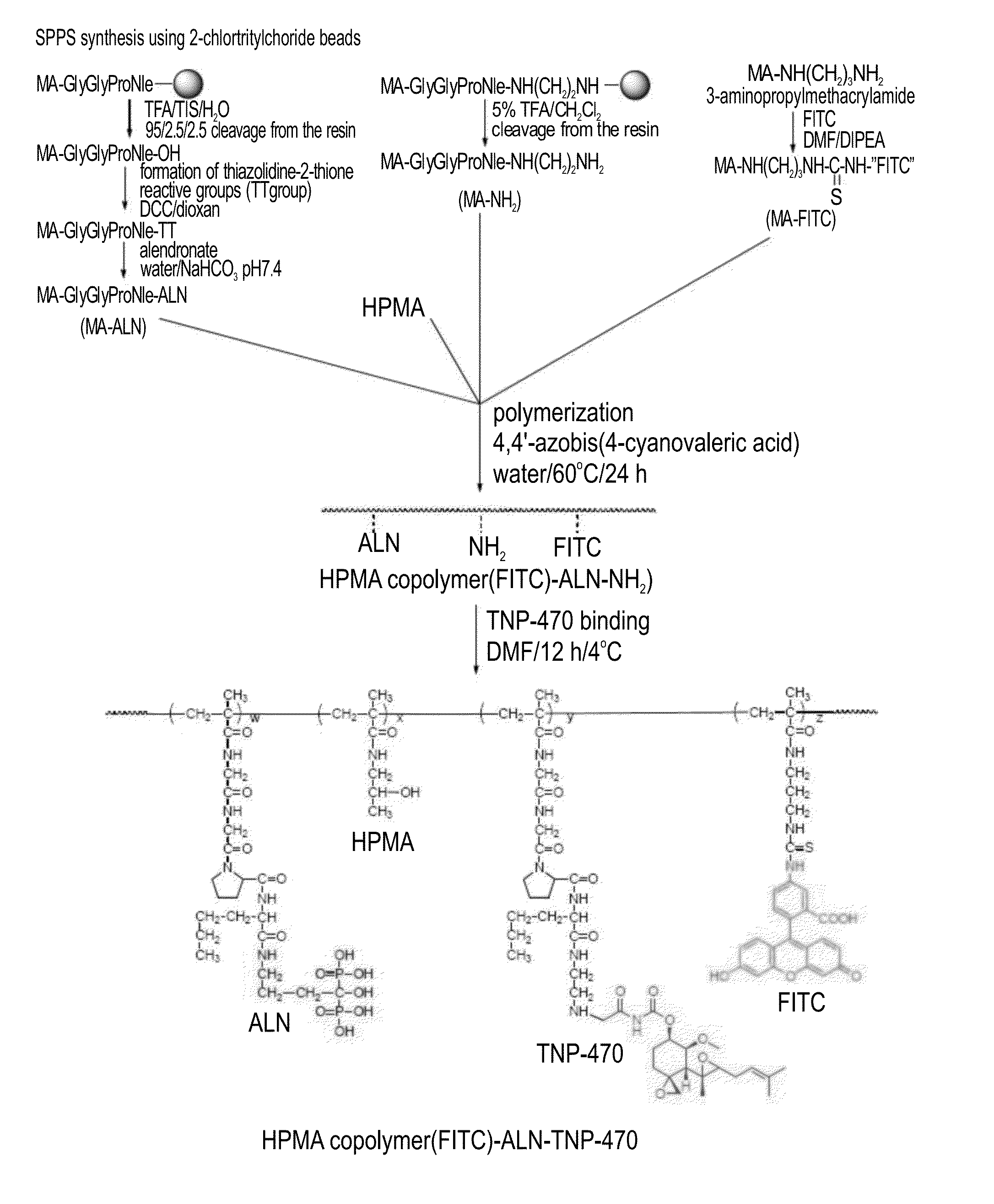 Conjugate of a polymer, an Anti-angiogenesis agent and a targeting moiety, and uses thereof in the treatment of bone related angiogenesis conditions