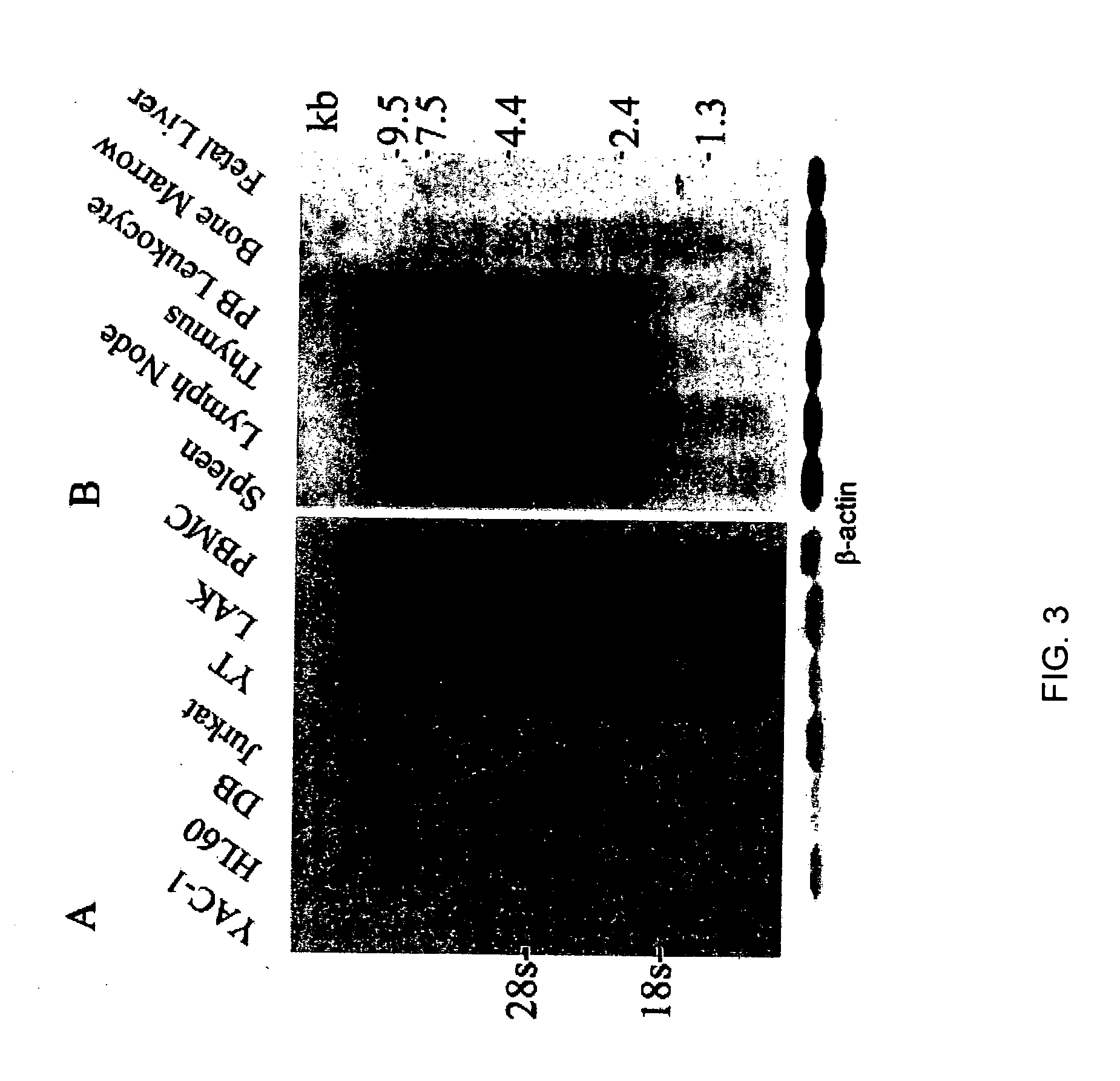 LLT uses thereof in immune system modulation