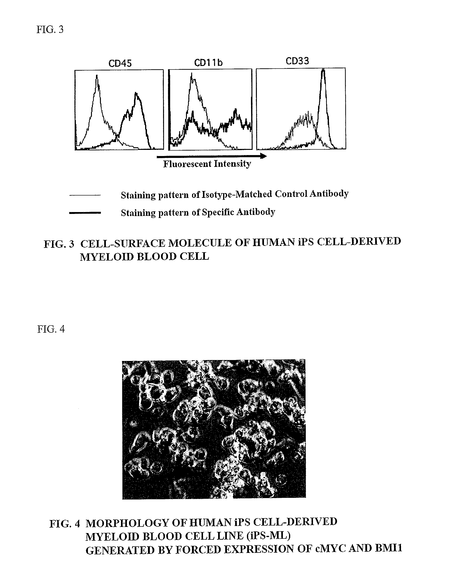 Method of producing myeloid blood cells