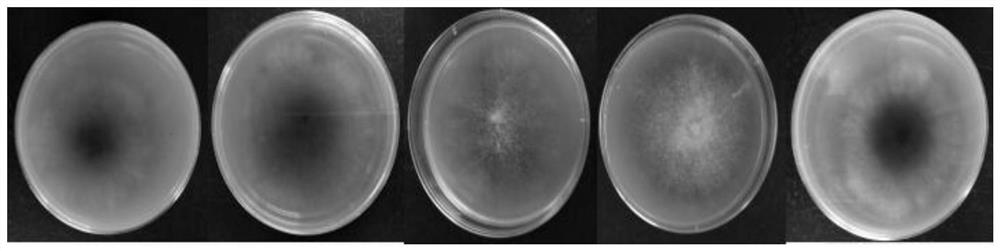 A method for genetic transformation of Rapeseed black shank mediated by Agrobacterium