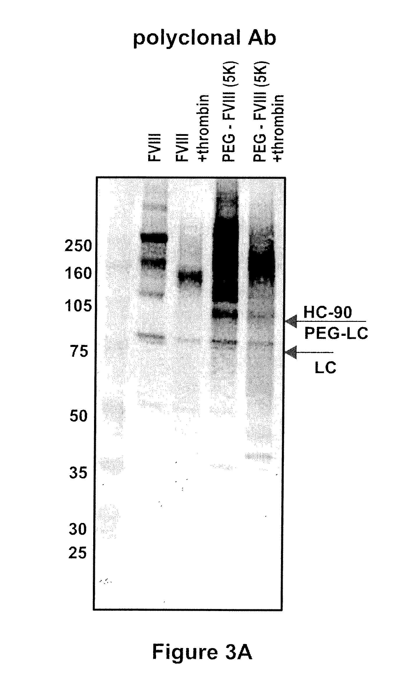 Factor VIII polymer conjugates