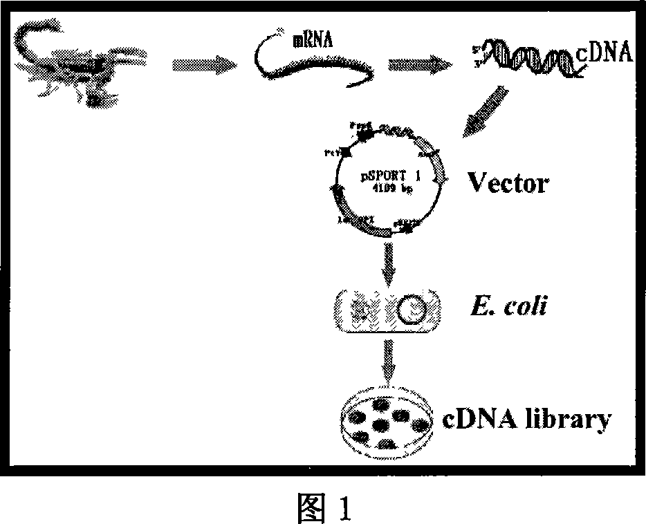 East-Asia scorpion antibiotic peptide gene and preparation method and application