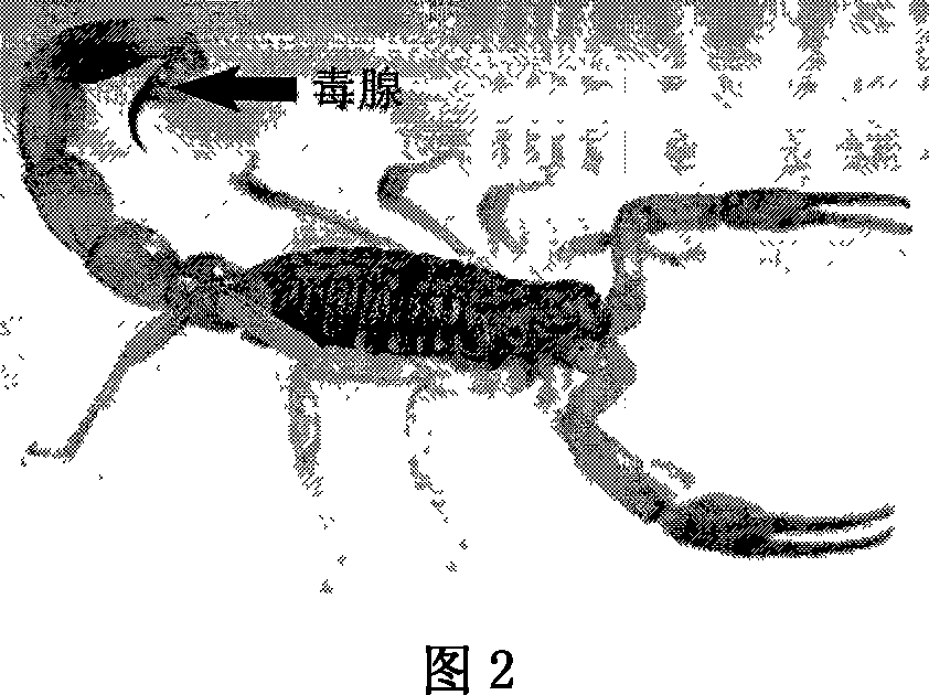 East-Asia scorpion antibiotic peptide gene and preparation method and application