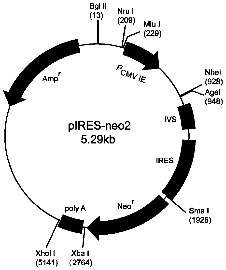 Mammalian cell expression vector, expression system, preparation method and application