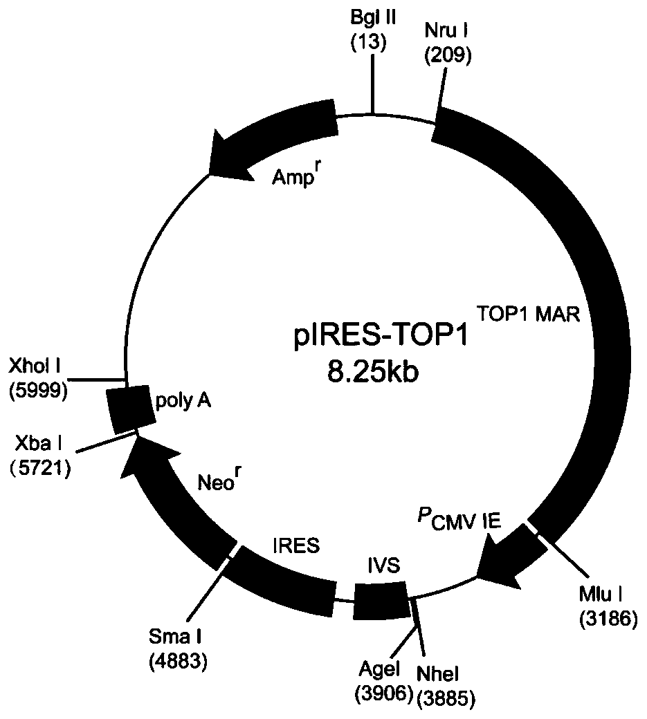 Mammalian cell expression vector, expression system, preparation method and application