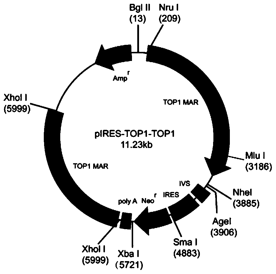 Mammalian cell expression vector, expression system, preparation method and application