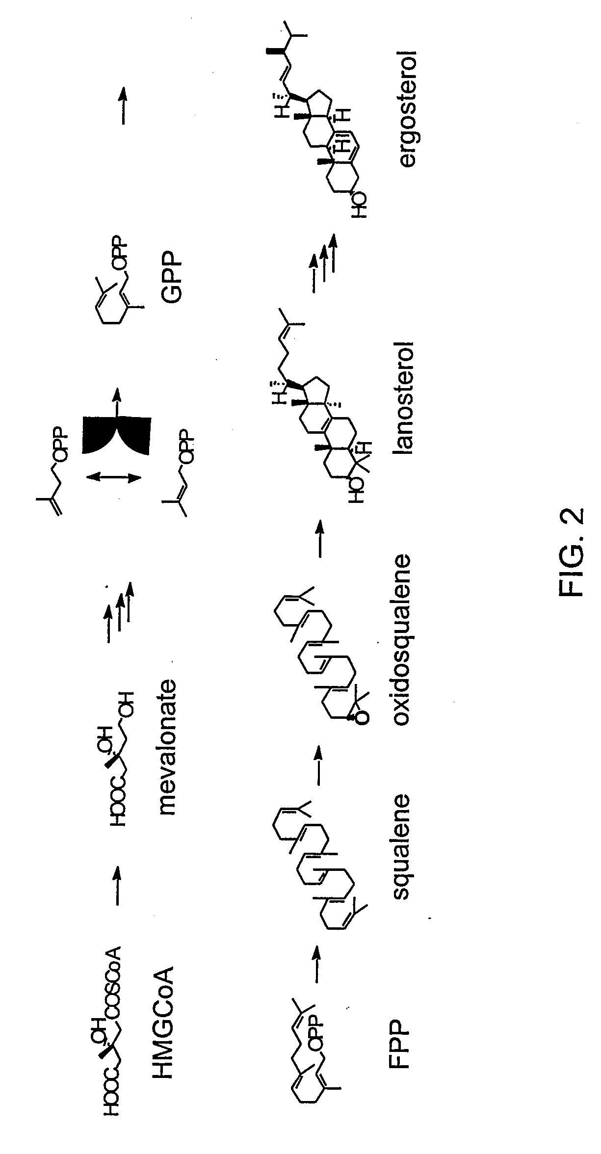 Diterpene-Producing Unicellular Organism