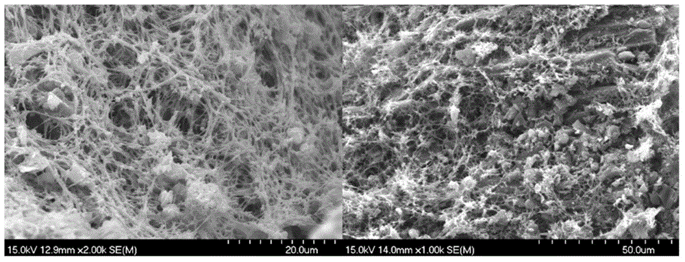 Core-shell structured water purification bacterium capsule and preparation method thereof