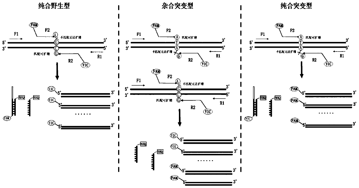 A human liver fibrosis, liver cancer risk gene tnf-alpha polymorphism detection kit and its preparation method and application