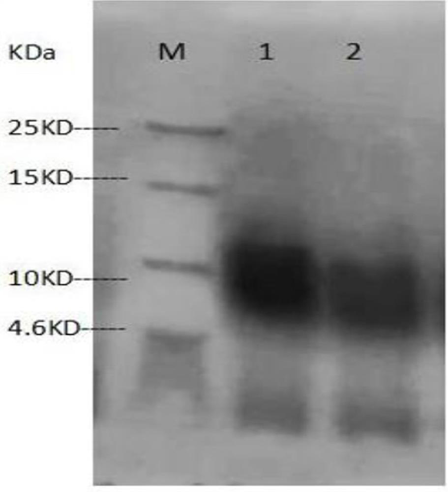 Method for extracting ACE (Angiotensin Converting Enzyme) inhibitory peptide from urechis unicinctus and application