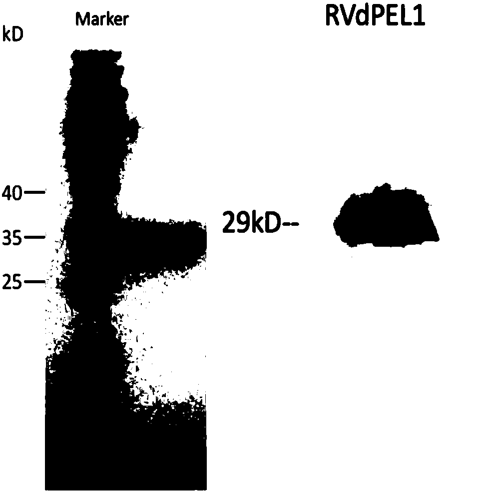 Verticillium dahliae secreting type protein elicitor VdPEL1 and application thereof