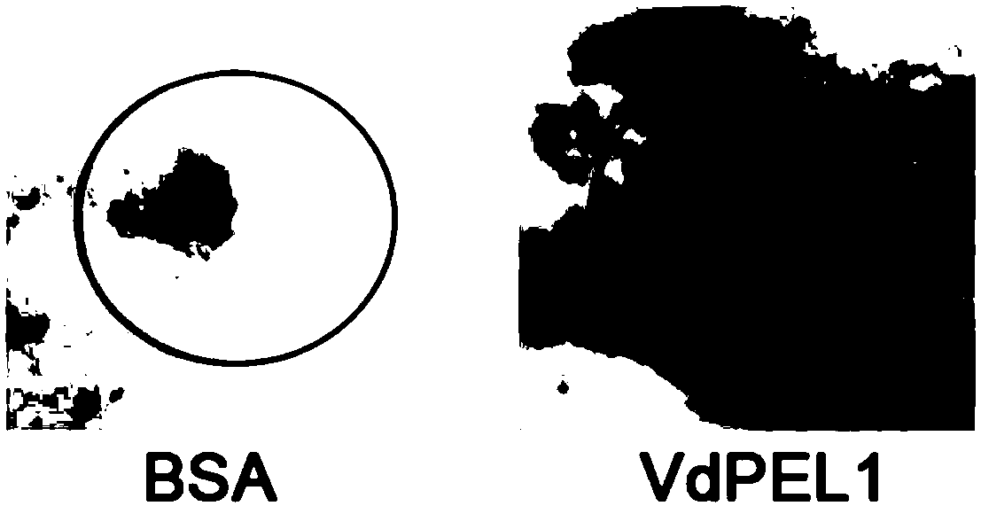 Verticillium dahliae secreting type protein elicitor VdPEL1 and application thereof