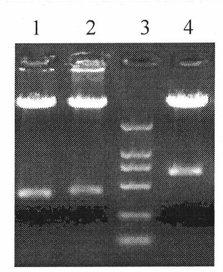 Humanized HIRRP (HSV-1 Infection Related Repress) protein molecule for resisting HSV1 virus infection