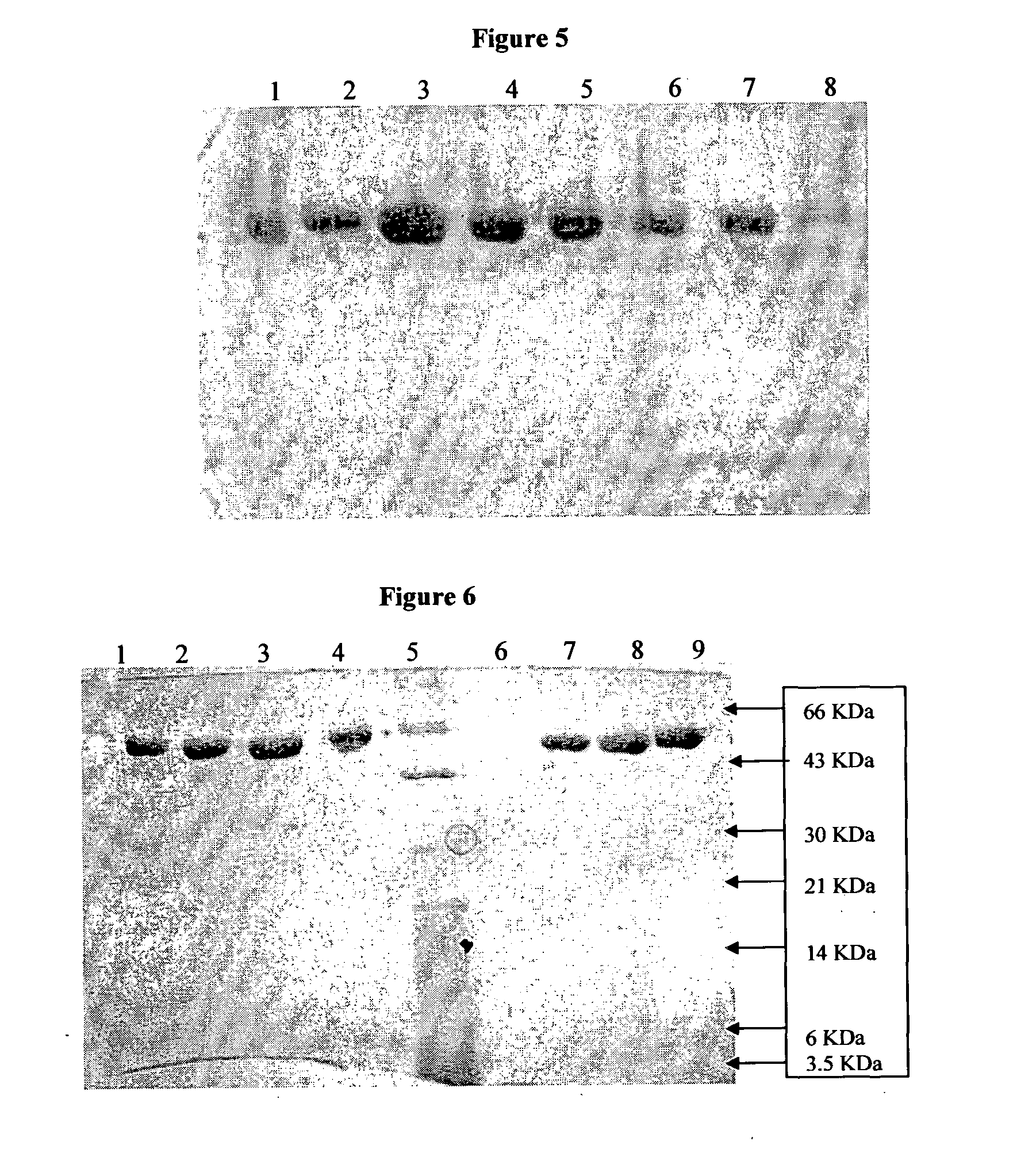 Stable immunogenic protein having multiple cysteines molecules process therefor  and composition thereof