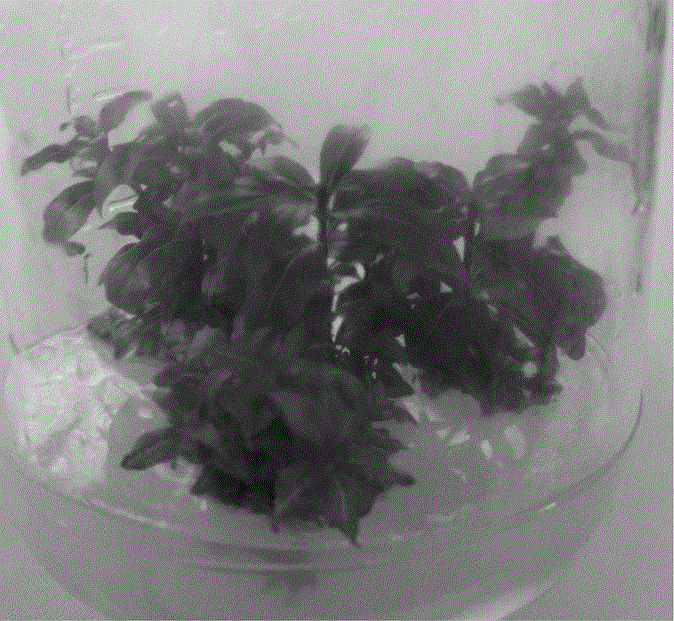 Tissue culture medium composition for adina rubella and rapid tissue culture method of adina rubella