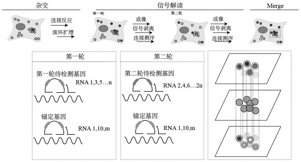 High-density signal decomposition sparse interpretation method applied to space omics and application of high-density signal decomposition sparse interpretation method