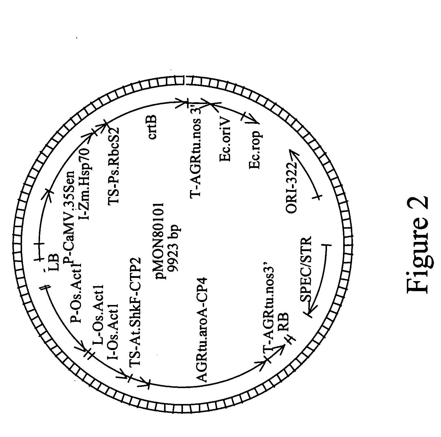 DNA constructs and methods to enhance the production of commercially viable transgenic plants